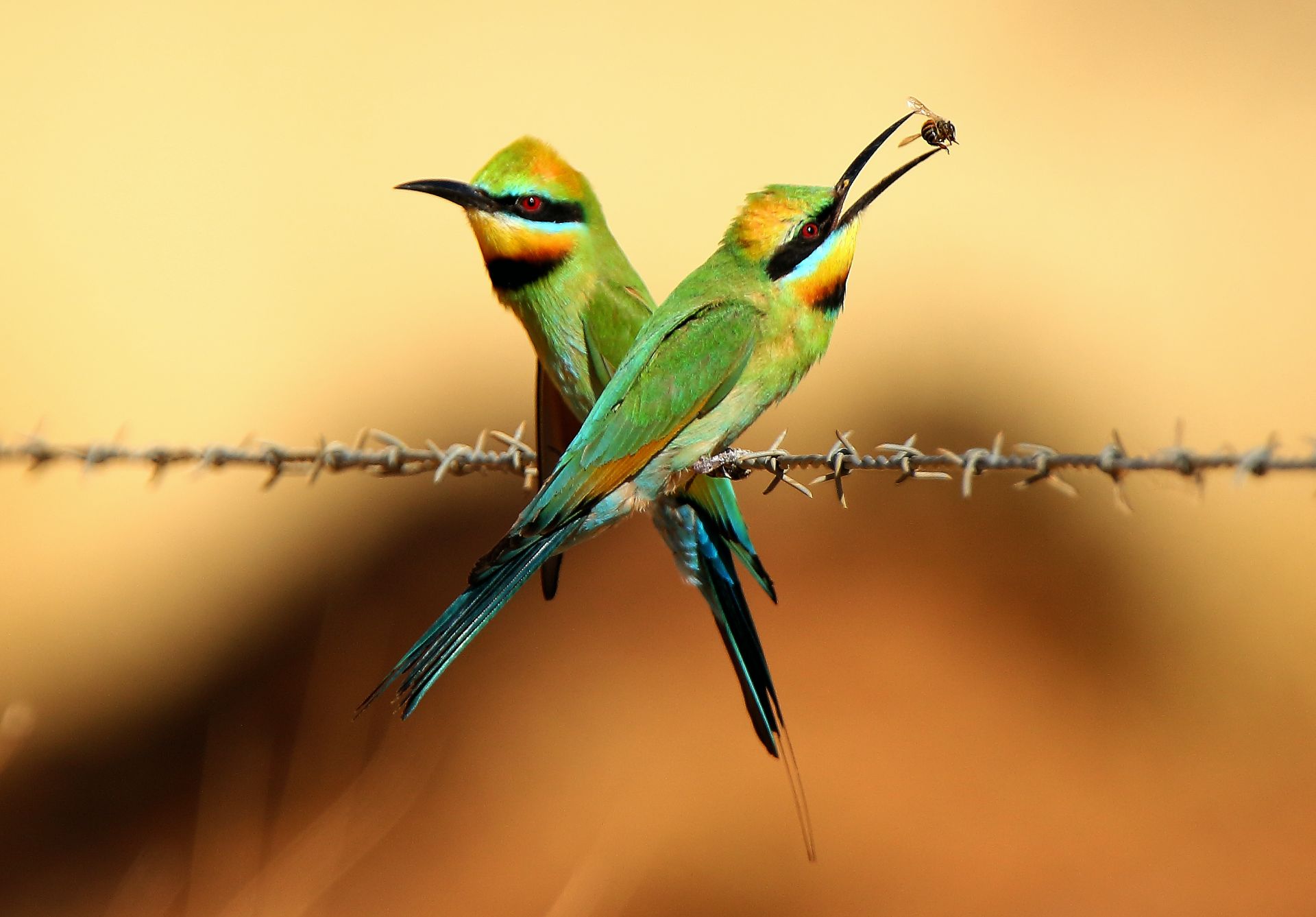 Rainbow_Bee_Eaters